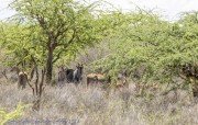 Mkomzi-antelope-1-2
