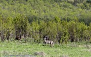 Mkomzi-antelope-waterbuck-1