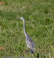Mkomzi-birds-1-2
