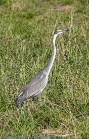 Mkomzi-birds-1-3