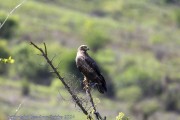 Mkomzi-birds-tawny-eagle-1