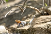 Mkomzi-lizard-1
