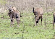 Mkomzi-oryx-1-2