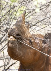 Mkomzi-rhino-1-10