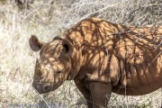 Mkomzi-rhino-1-11