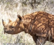 Mkomzi-rhino-1-12