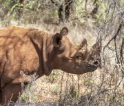 Mkomzi-rhino-1-13