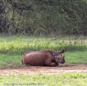Mkomzi-rhino-1-16