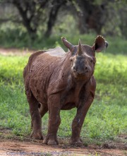 Mkomzi-rhino-1-17