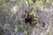Mkomzi-rhino-1-18