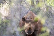 Mkomzi-rhino-1-19