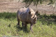 Mkomzi-rhino-1-2