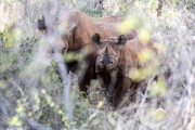 Mkomzi-rhino-1-20