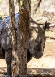 Mkomzi-rhino-1-4