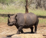 Mkomzi-rhino-1-5