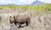 Mkomzi-rhino-1-6