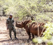 Mkomzi-rhino-1-8