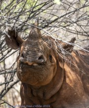 Mkomzi-rhino-1-9