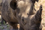 Mkomzi-rhino-1
