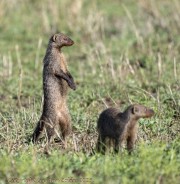 Mongeese-1-2