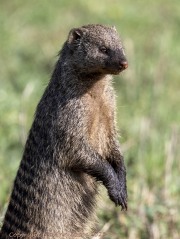 Mongeese-1-3