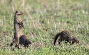 Mongeese-1