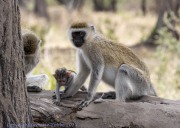Monkey-1-2