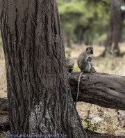 Monkey-1