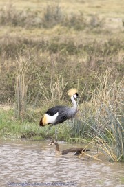 NG-Crane-and-goose-1