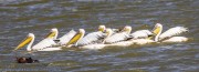 Pelicans-1-2