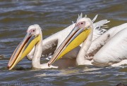 Pelicans-1-3