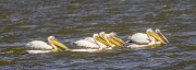 Pelicans-1