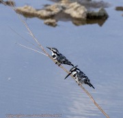 Pied-Kingfisher-1
