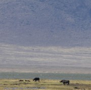 Rhino-Ngorogoro-1-2