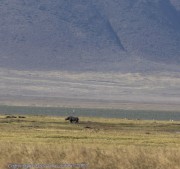Rhino-Ngorogoro-1