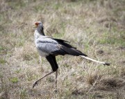 Secretary-bird-1-2