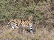 Serengeti-Serval-cat-1-2