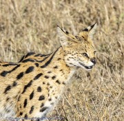 Serengeti-Serval-cat-1-3