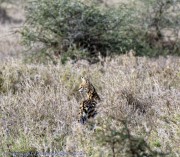 Serengeti-Serval-cat-1