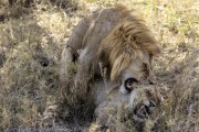 Serengeti-lions-mating-1