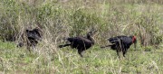 Southern-ground-hornbill-1
