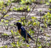 Starling-1