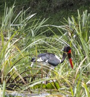 Stork-1-3