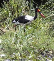 Stork-1-4