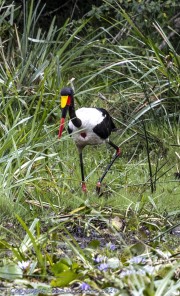 Stork-1-5