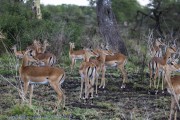 T-antelope-1