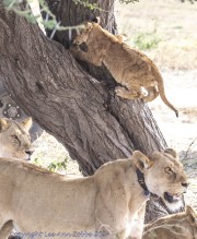 T-lion-1