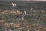 T-ngorogoro-1-2