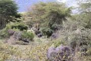 T-ngorogoro-1-4