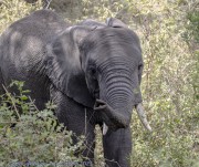 T-ngorogoro-1-5